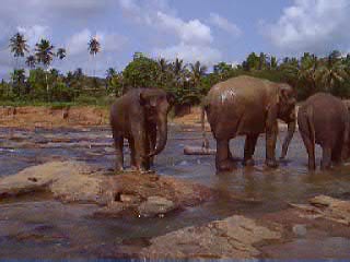 Sri Lanka Boot